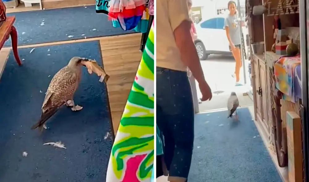 La falta de experiencia en cazar animales le jugó una mala pasada a la pequeña ave. Foto: captura de Facebook