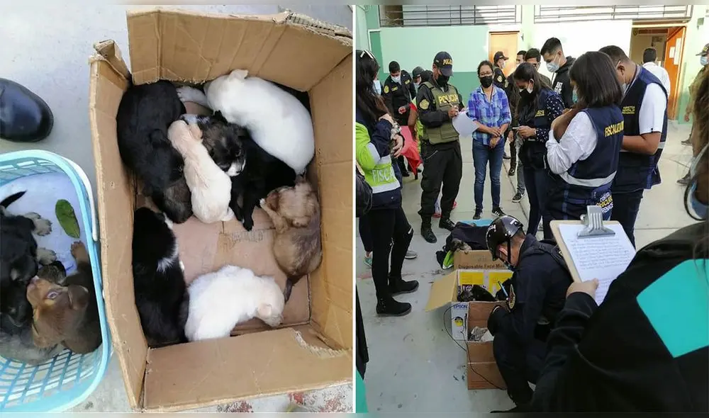Cachorros serán evaluados por veterinario para su posterior adopción por parte de ciudadanos. Foto: Composición La República