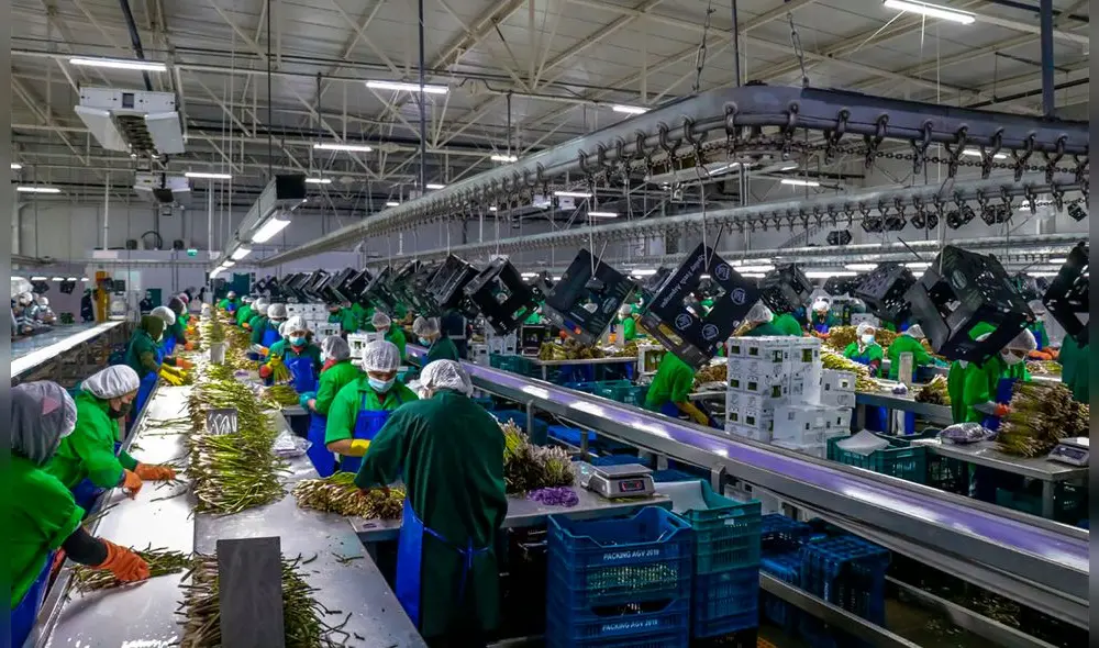 PIVILEGI. De prosperar en el pleno, empresas agroexportadoras gozarán de exorbitantes beneficios tributarios durante 10 años que perjudican al erario. Foto: Clinton Medina/La República PIVILEGI. De prosperar en el pleno, empresas agroexportadoras gozarán de exorbitantes beneficios tributarios durante 10 años que perjudican al erario. Foto: Clinton Medina/La República