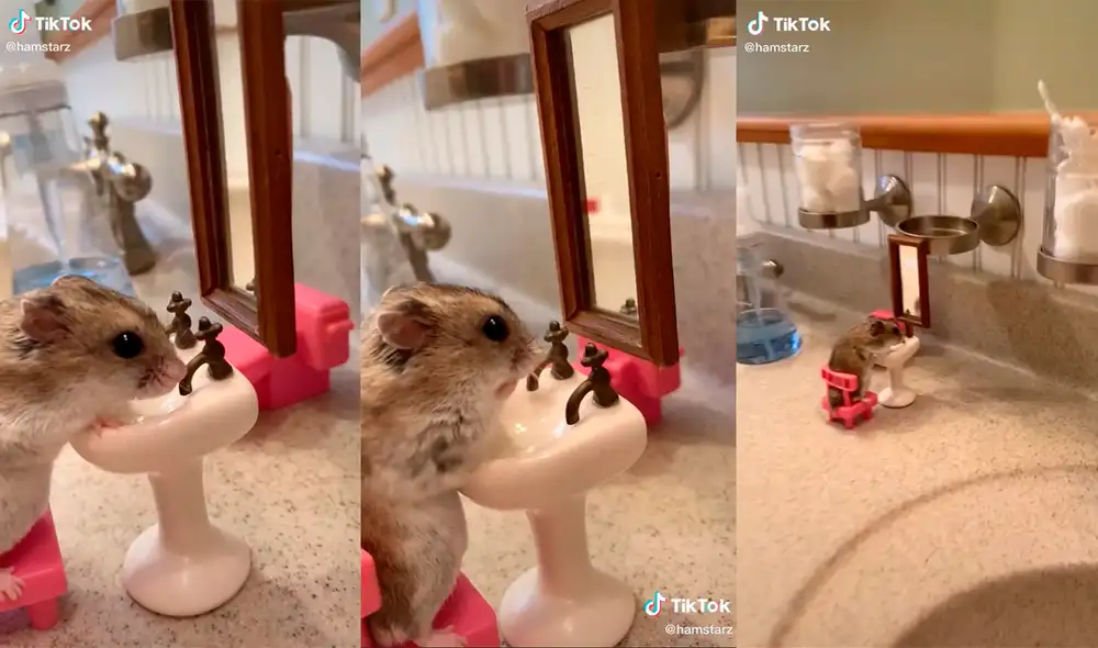 El pequeño animal cautivó a miles de cibernautas con una enternecedora apariencia. Foto: captura de TikTok