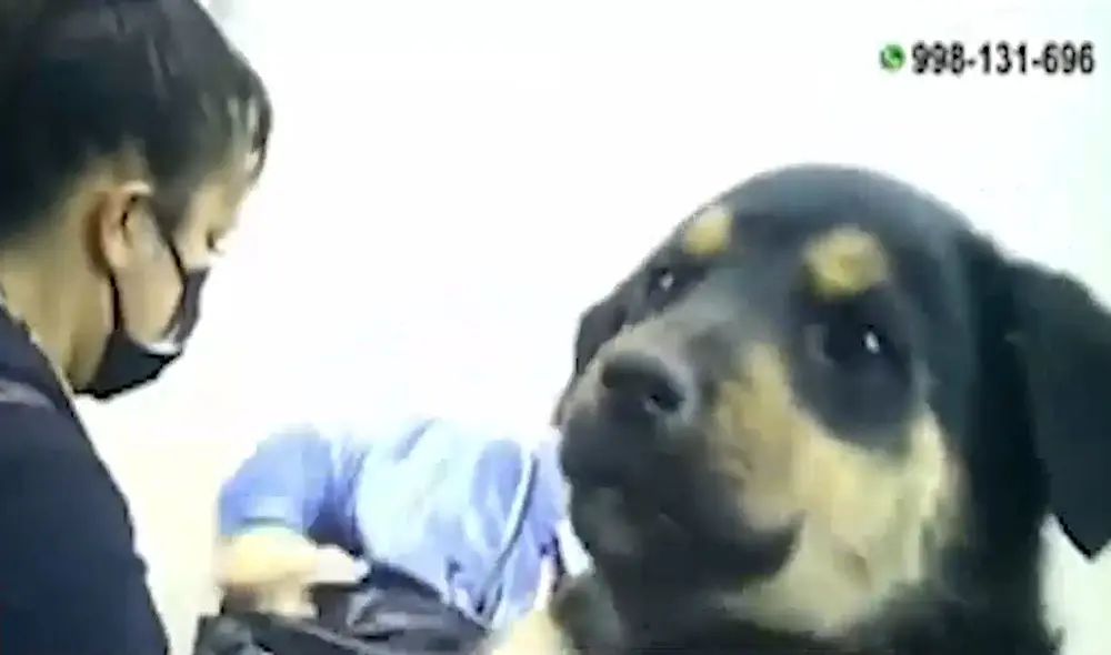 'Jaladores' mantienen a mascotas en condiciones insalubres y continúan operando ante la ausencia de las autoridades. Foto: captura América TV