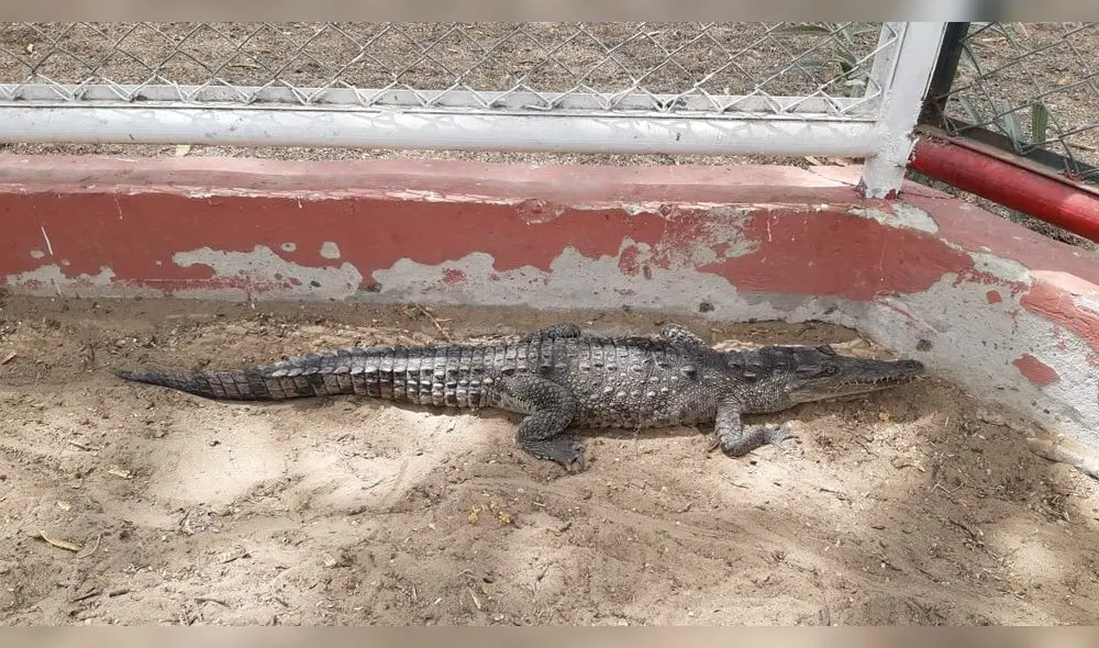 Al momento de ser atendido por el médico veterinario de la División de Salubridad, el animal presentaba una herida en su cola. Foto: Difusión