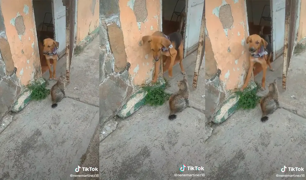 La dupla desarrolló una hilarante actuación que provocó la risa de miles de cibernautas. Foto: captura de TikTok