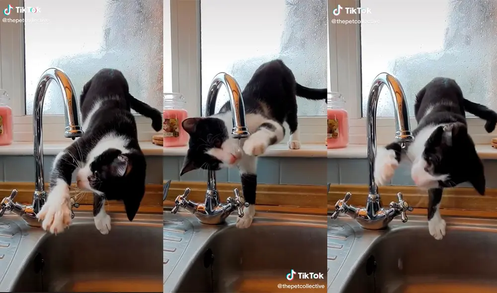 El minino protagonizó una inesperada travesura que causó sensación en las redes. Foto: captura de TikTok