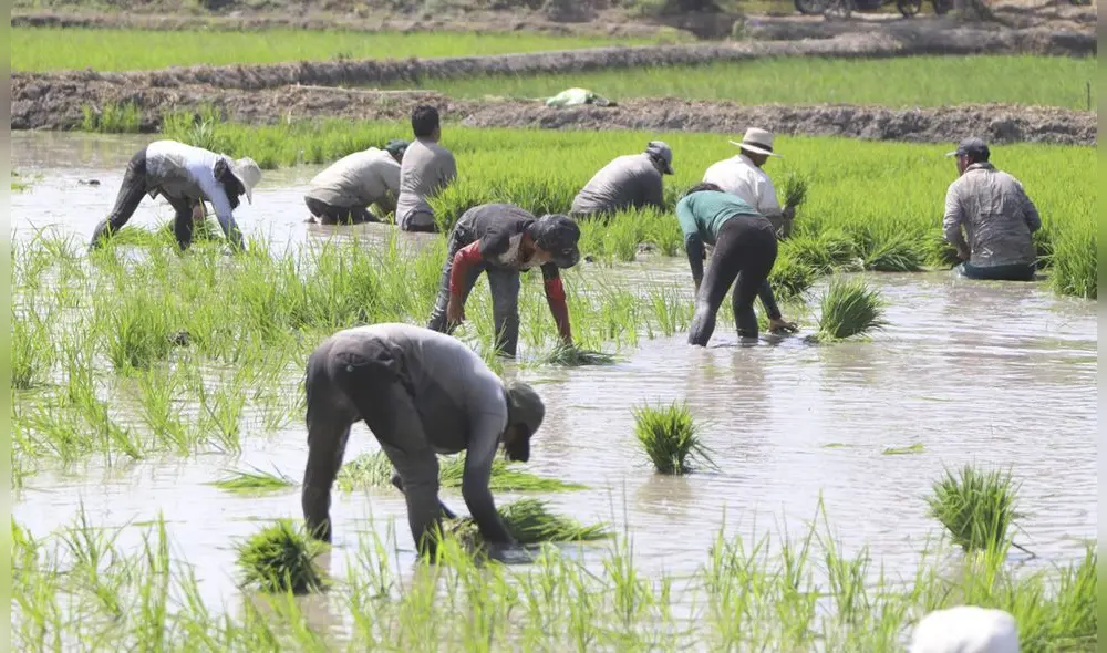 Más de 11.000 productores sembraron arroz en diciembre del 2020. Foto: Clinton Medina/La República Más de 11.000 productores sembraron arroz en diciembre del 2020. Foto: Clinton Medina/La República