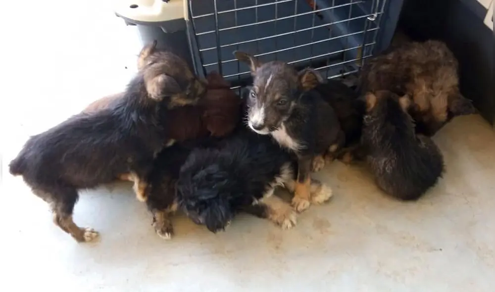 Perritos ya se encuentran en buen estado de salud y listos para tener una familia que los quiera. Foto: Tvi Noticias