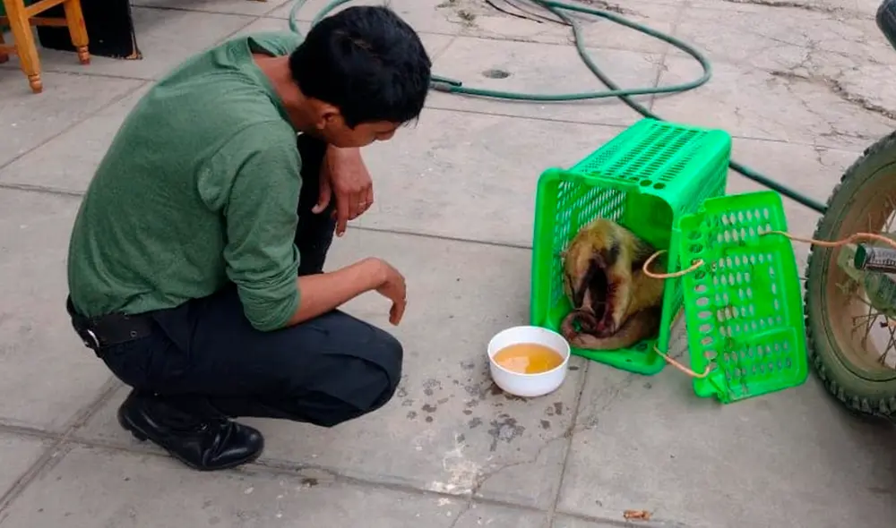 Animal silvestre fue alimentado y recibió atención médica. Foto: Municipalidad de Echarati