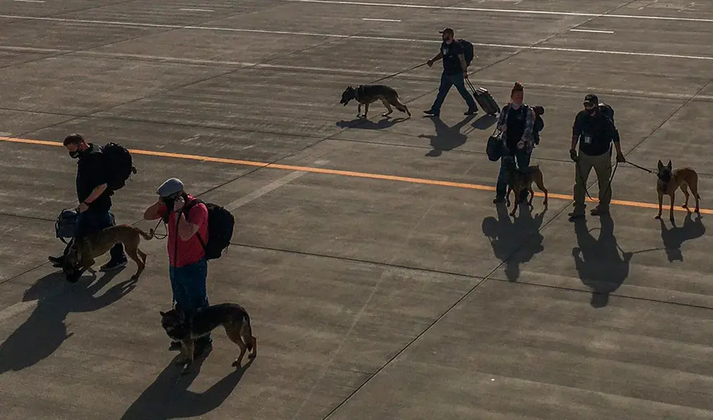 Los perros militares de Estados Unidos abandonaron Kabul el domingo 16 de agosto. Foto: Twitter Phillip Walter Wellman