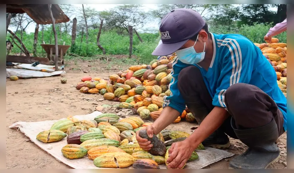 En concurso buscarán al productor del mejor cacao de Piura. Foto: DRAP
