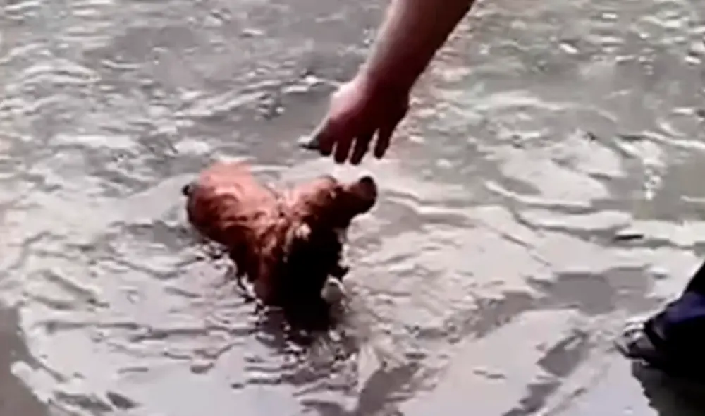 El perrito logró ser recogido por el dueño de una clínica, quien afortunadamente lo devolvió a su propietaria. Foto: captura de YouTube El perrito logró ser recogido por el dueño de una clínica, quien afortunadamente lo devolvió a su propietaria. Foto: captura de YouTube