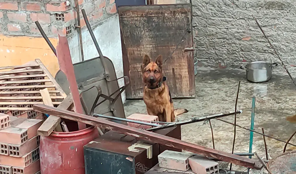 El denunciante anónimo indica que al animal se le notaban las costillas y le faltaba pelaje en la parte del lomo, además cojeaba de la pata izquierda. Foto: Facebook El denunciante anónimo indica que al animal se le notaban las costillas y le faltaba pelaje en la parte del lomo, además cojeaba de la pata izquierda. Foto: Facebook