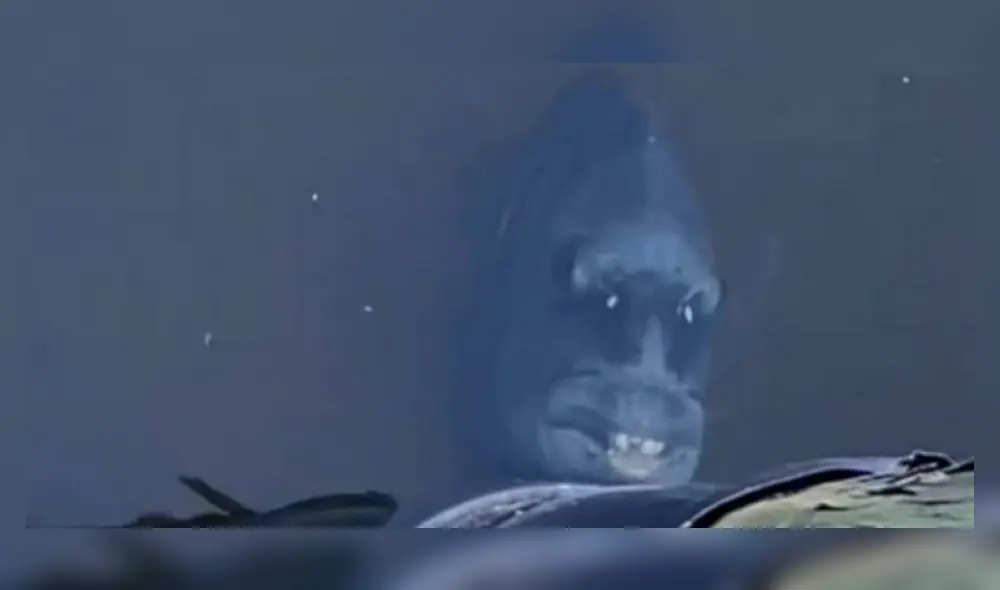 El video subido a TikTok cuenta con más de dos millones de reproducciones. Foto: captura de TikTok