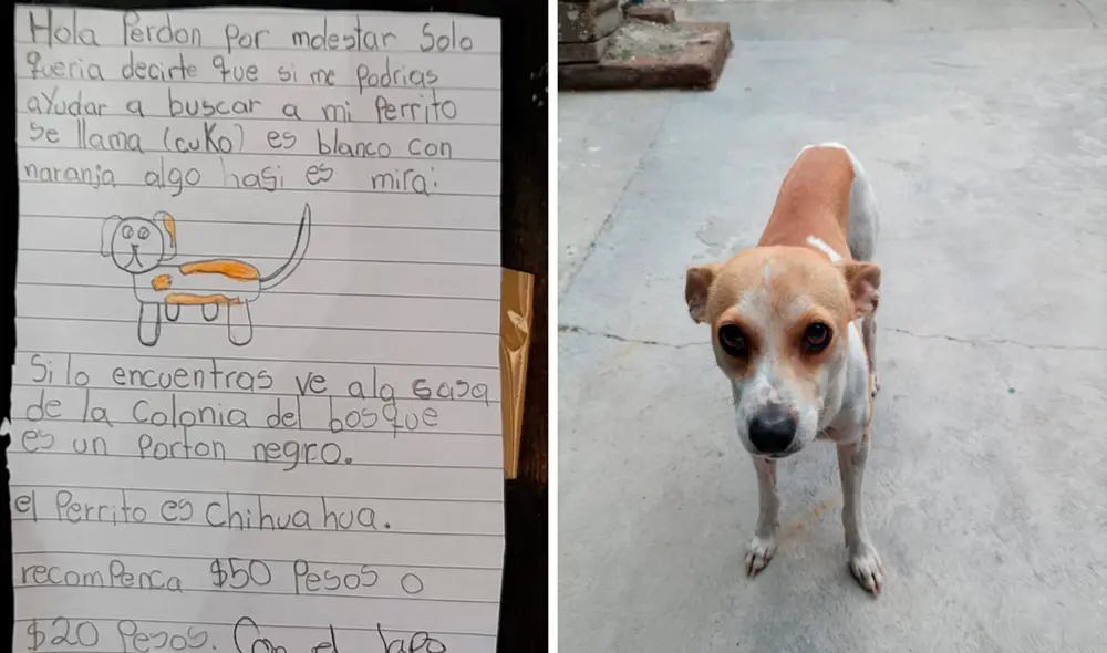 La niña dibujó a su perro con la esperanza de que la ayuden a ubicarlo. Foto: captura de Facebook