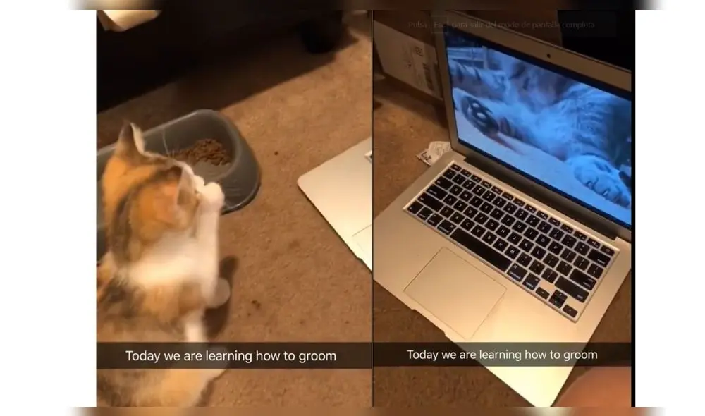 El video ha enternecido a miles de usuarios de redes sociales. Foto: captura de YouTube