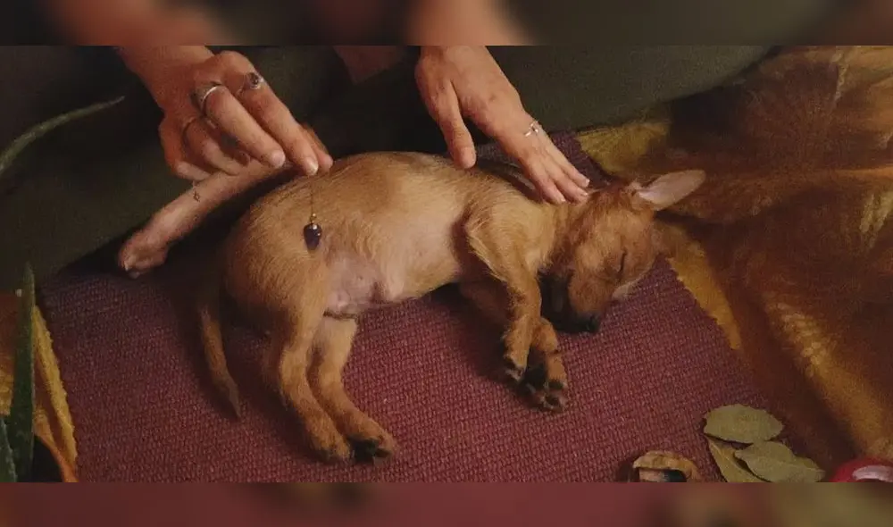 El video acumula más de un millón de reproducciones. Foto: captura de YouTube