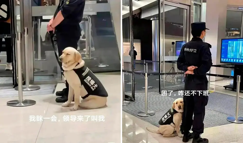 El perro estaba muy cansado para iniciar su día de trabajo. Foto: captura de Facebook