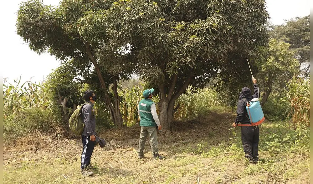 Hace 45 días iniciaron las acciones de supresión y control de plaga en Lambayeque. Foto: difusión Hace 45 días iniciaron las acciones de supresión y control de plaga en Lambayeque. Foto: difusión
