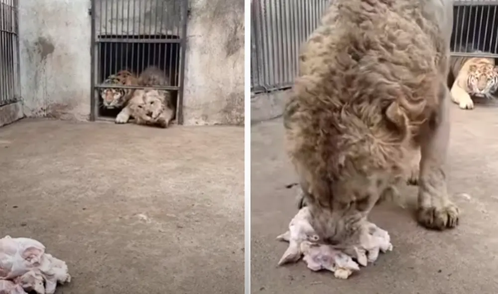 El video viral sorprendió a más de uno en las redes sociales. Foto: captura de YouTube El video viral sorprendió a más de uno en las redes sociales. Foto: captura de YouTube