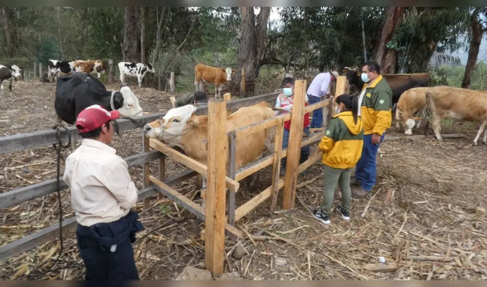 Ganaderos de Huancabamba se benefician con inseminación artificial. Foto: DRAP.