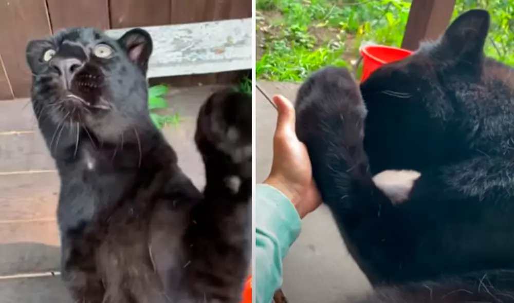 El video viral ha sido compartido en el canal Luna_the_pantera. Foto: captura de YouTube