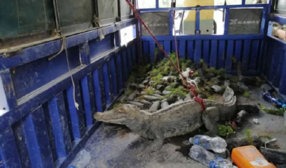 Los miembros del Serenazgo tuvieron que buscar la forma de atrapar al cocodrilo. Foto: difusión