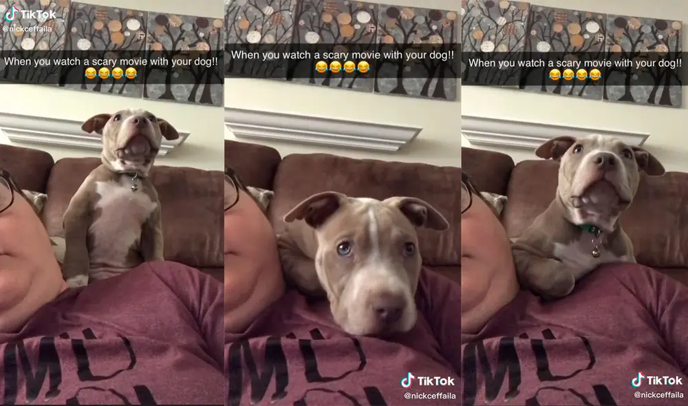 El can logró conmover a miles de cibernautas en las redes sociales. Foto: captura de TikTok