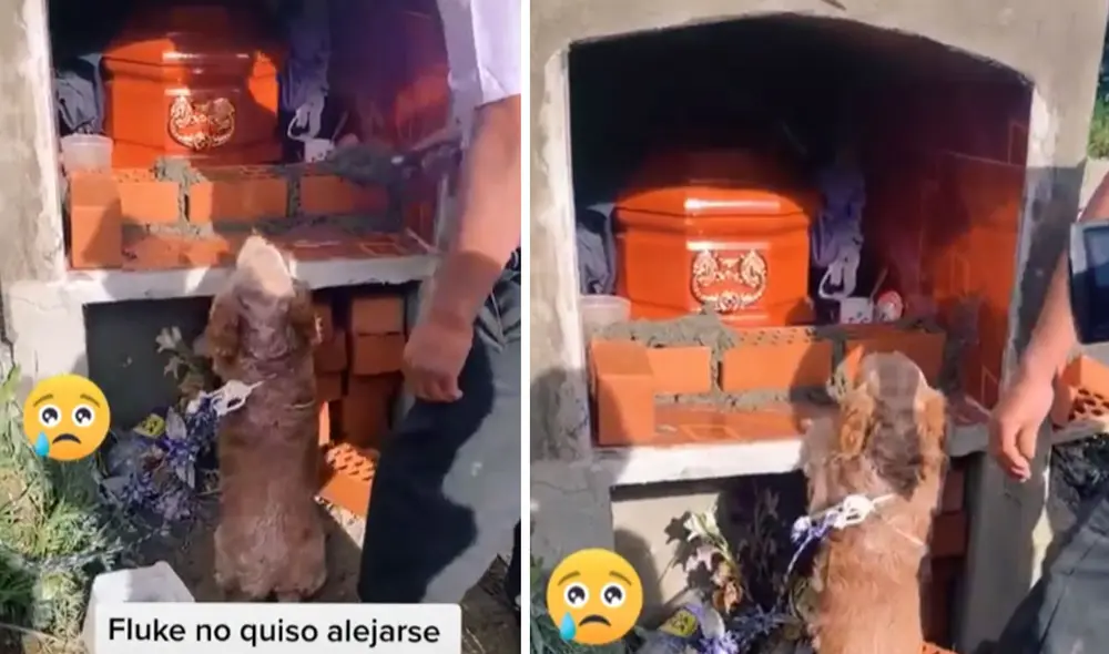 Esta conmovedora escena se hizo viral en las redes sociales. Foto: captura de TikTok