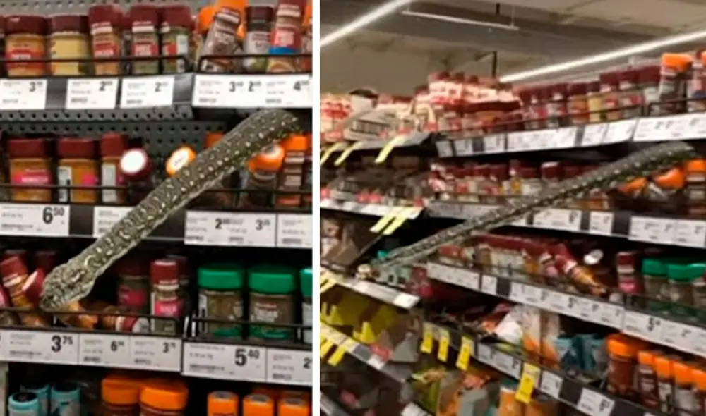 Una joven encontró a una serpiente de unos tres metros, la cual ingresó a escondidas a un establecimiento y se puso detrás de unos envases. Foto: captura de YouTube Una joven encontró a una serpiente de unos tres metros, la cual ingresó a escondidas a un establecimiento y se puso detrás de unos envases. Foto: captura de YouTube