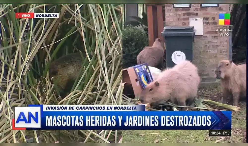 Según medios argentinos, los carpinchos ingresan a los jardines y patios de las viviendas y rompen plantas, incluso atacan a las mascotas. Foto: captura de AN Según medios argentinos, los carpinchos ingresan a los jardines y patios de las viviendas y rompen plantas, incluso atacan a las mascotas. Foto: captura de AN