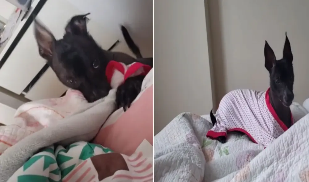 Miles de usuarios quedaron cautivados con esta cachorra. Foto: captura de TikTok
