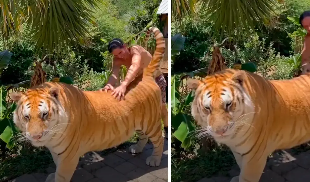 El video registró el particular paseo que dio un tigre al lado de su cuidador. Foto: captura de TikTok