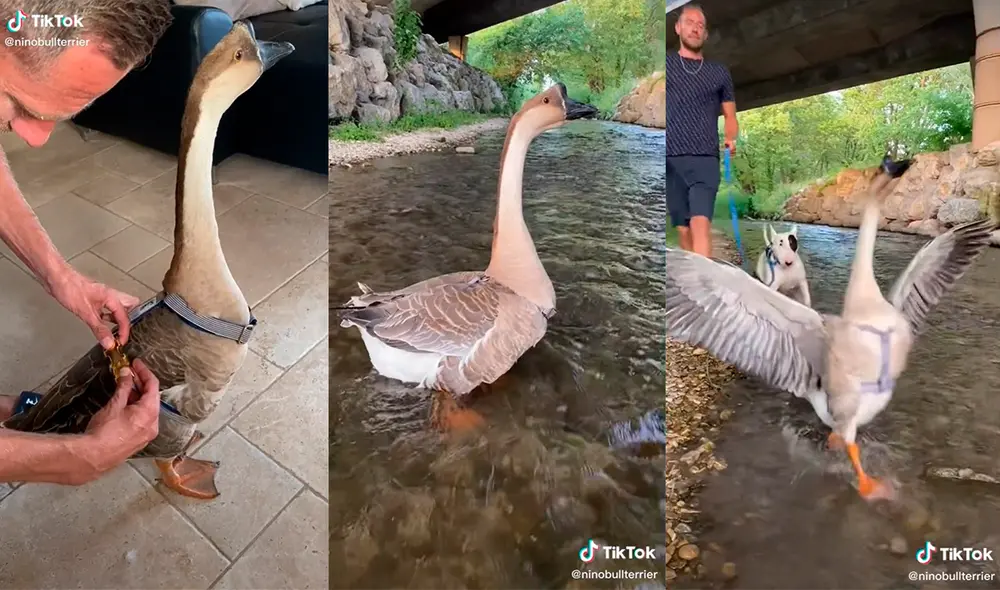 El sujeto no dudó en compartir con sus seguidores la adorable conducta de sus mascotas. Foto: captura de TikTok El sujeto no dudó en compartir con sus seguidores la adorable conducta de sus mascotas. Foto: captura de TikTok