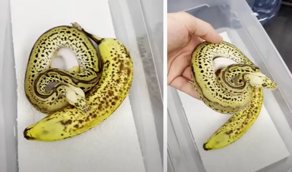 El video viral ha sido compartido en la página ViralHog. Foto: captura de Facebook