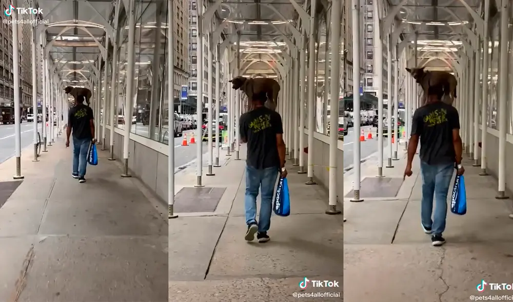 La dupla cautivó a miles de cibernautas con una enternecedora dinámica. Foto: captura de TikTok La dupla cautivó a miles de cibernautas con una enternecedora dinámica. Foto: captura de TikTok