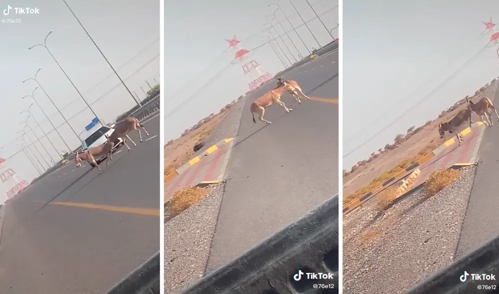 El burro hizo lo posible por ayudar a cruzar la pista a su compañero herido. Foto: captura de TikTok
