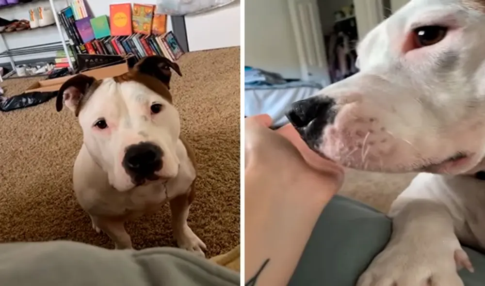 Una joven pasó por un momento complicado y no pudo evitar ponerse triste, pero se sorprendió cuando su perro se puso a su costado para consolarla. Foto: captura de Facebook