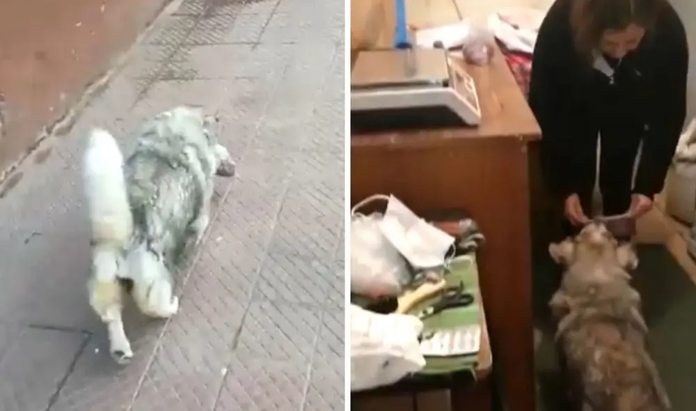 Miles de usuarios quedaron conmovidos al conocer esta historia. Foto: captura de YouTube