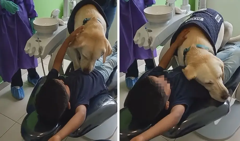 El can se robó el cariño de todos, incluso en las redes sociales. Foto: captura de TikTok