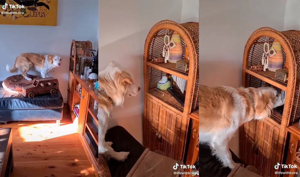 El can cautivó a la mujer con su tierno comportamiento. Foto: captura de TikTok