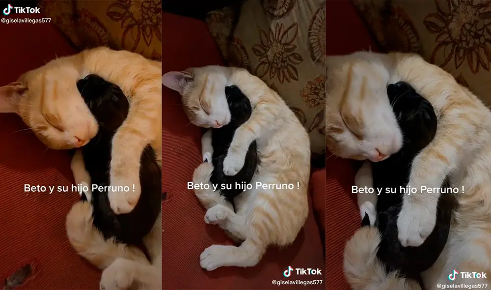 El minino cautivó a miles de cibernauta con su enternecedor comportamiento. Foto: captura de TikTok