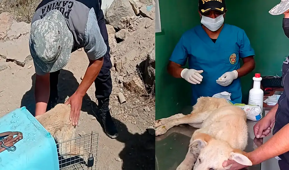 El can fue trasladado a la unidad canina donde viene siendo tratado para su recuperación.  Foto: PNP