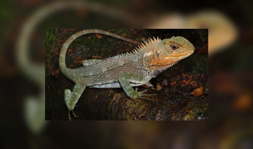 La nueva lagartija encontrada pertenece al género Enyalioides que posee 16 especies Foto: Pablo Venegas. La nueva lagartija encontrada pertenece al género Enyalioides que posee 16 especies Foto: Pablo Venegas.