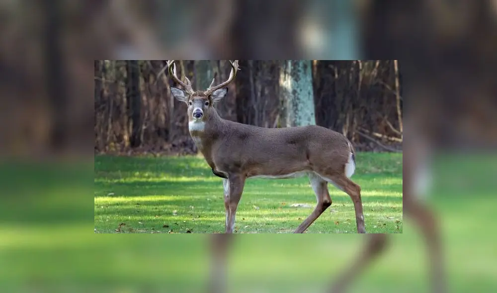 Estudios anteriores revelaron que algunos ciervos presentaban anticuerpos del virus. Foto: Diario El Universo Estudios anteriores revelaron que algunos ciervos presentaban anticuerpos del virus. Foto: Diario El Universo