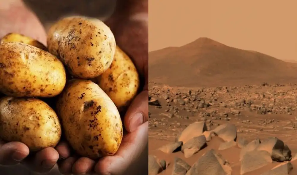 NASA ya anunció su lista de finalistas en su página oficial de La Patata Marciana. Foto: composición/AFP