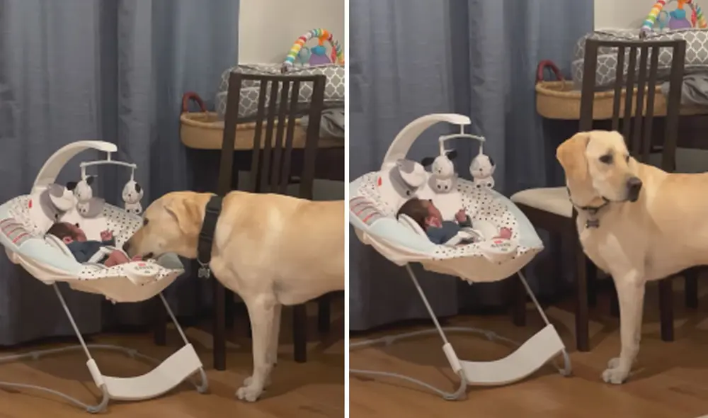 Miles de usuarios quedaron conmovidos con esta tierna escena. Foto: captura de YouTube Miles de usuarios quedaron conmovidos con esta tierna escena. Foto: captura de YouTube