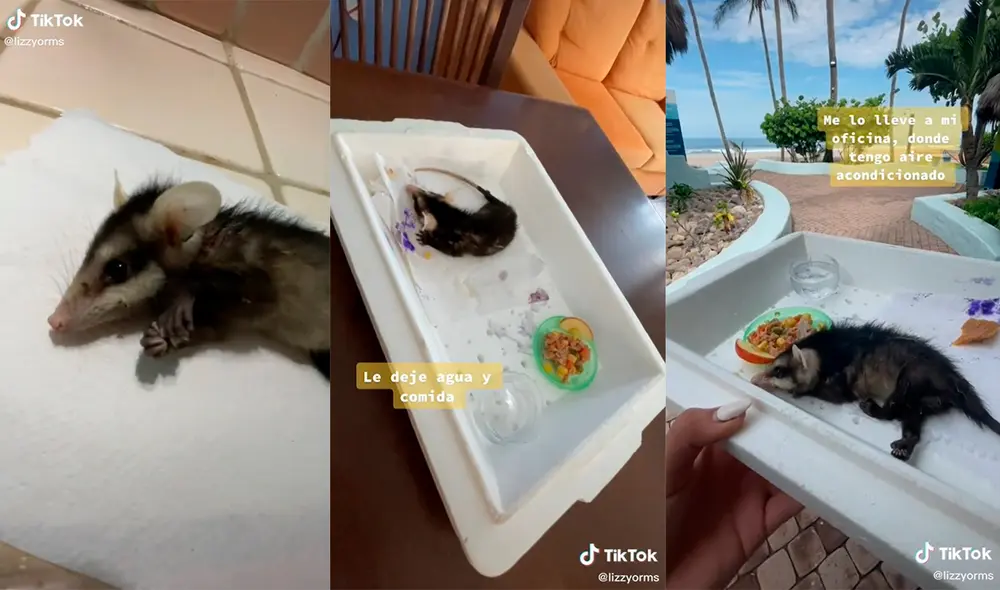 El pequeño animal tuvo la suerte de encontrar a la mujer en su camino, quien no tuvo reparos en rescatarlo. Foto: captura de TikTok