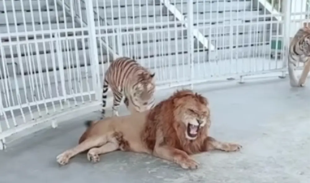 El felino tuvo una violenta reacción que sorprendió a más de uno. Foto: captura de YouTube