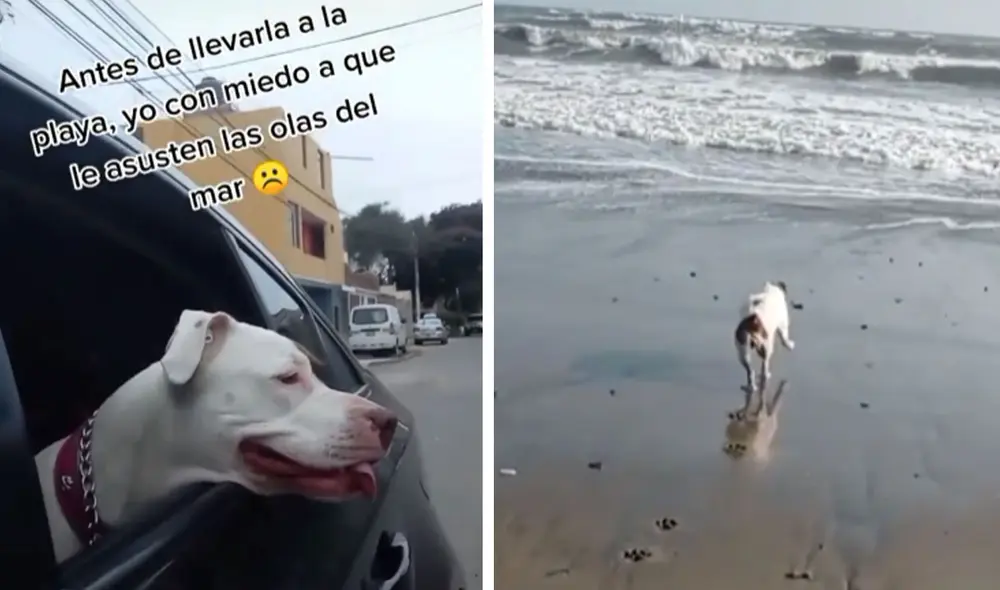Miles de usuarios quedaron cautivados al ver este video. Foto: captura de TikTok