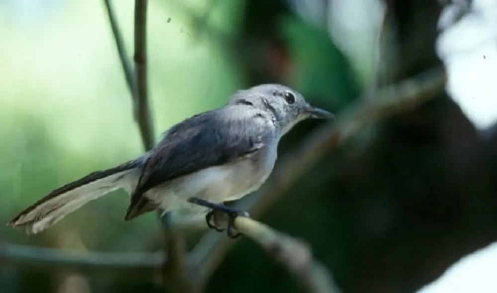 Su pico es delgado y negro, al igual que sus patas. Su plumaje es de color gris. Foto: difusión Su pico es delgado y negro, al igual que sus patas. Su plumaje es de color gris. Foto: difusión