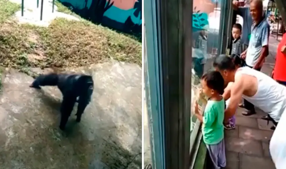 El chimpancé dejó asombrados a los espectadores que miraban cómo imitaba los movimientos de un hombre. Foto: captura de Facebook
